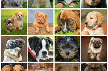 How Many Dog Breeds Are There?