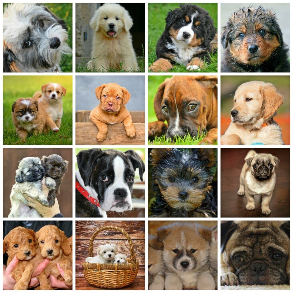 how-many-dog-breeds-are-there