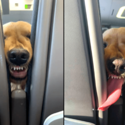 Puppy Makes Hilarious Faces To Pass The Time On Board A Flight