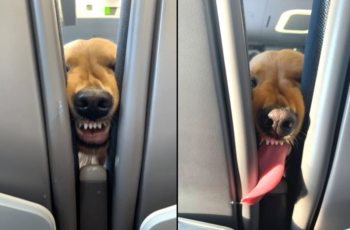 Puppy Makes Hilarious Faces To Pass The Time On Board A Flight