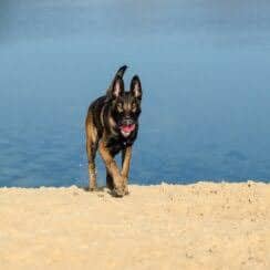 After Spending A Year Apart, This Retired Military Dog Reunites With Her Previous Handler