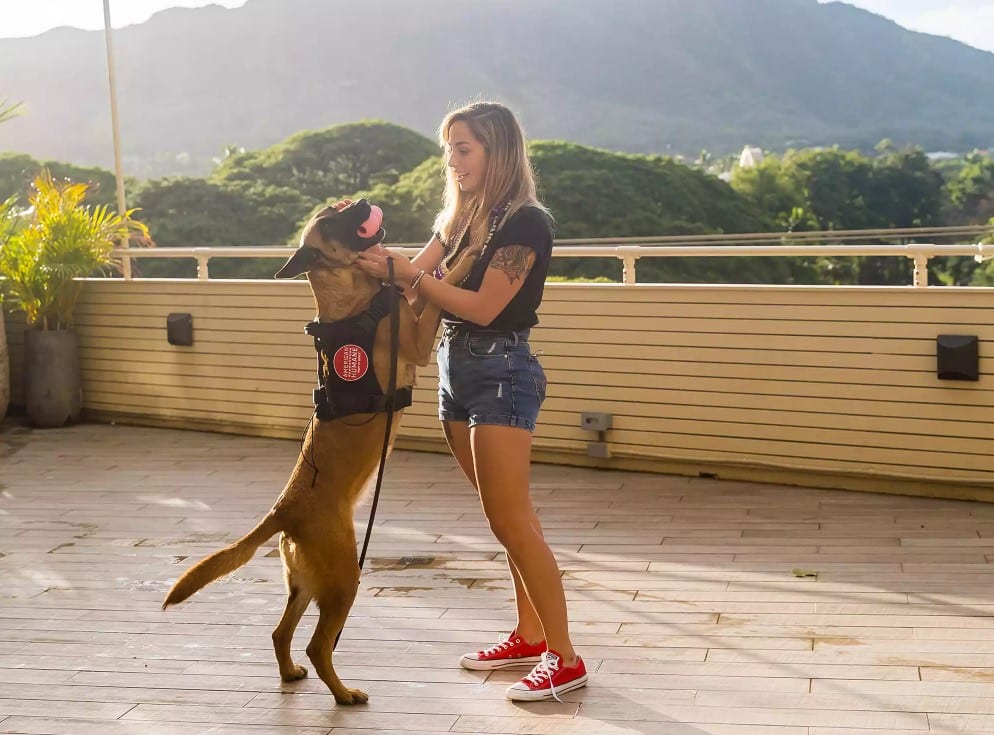 Military working dog reunited with owner