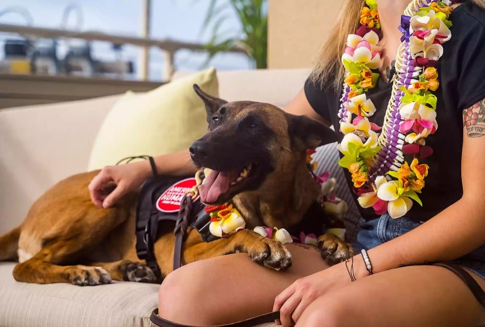 Sgt. Angela Cardone reunited with Bogi