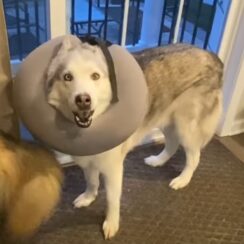 A Siberian Husky Has Just Destroyed His Sibling’s Favorite Toy — But Keeps On Denying It