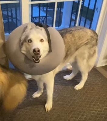 A Siberian Husky Zeus Has Just Destroyed His Sibling’s Favorite Toy — But Keeps On Denying It