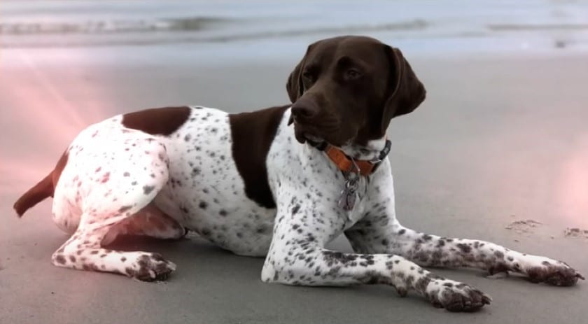 Good Boy Titus was reunited with his owner Greg Siesczkiewicz