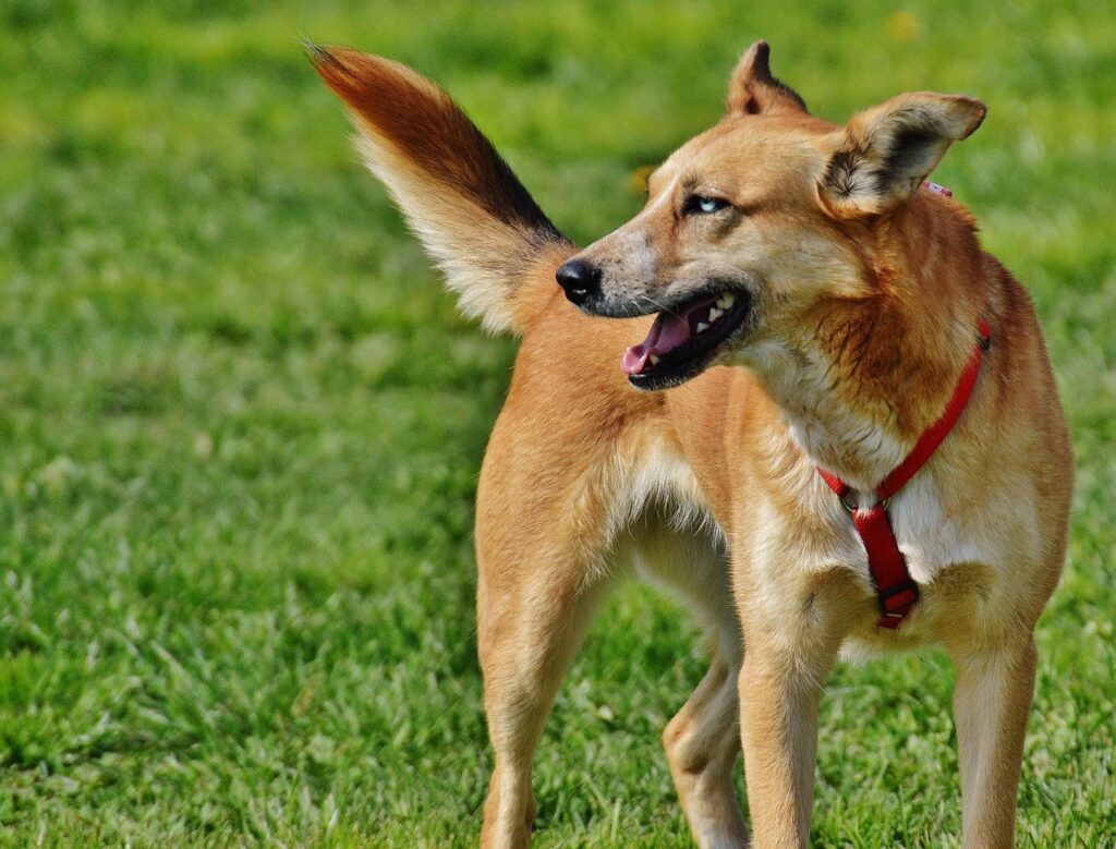 Stray Aspin Dogdog Becomes A Mall Security Dog