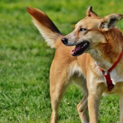 A Stray Aspin Who Felt So Comfortable At A Mall Was Eventually Adopted And Given A Job As A Part Of The Security Personnel