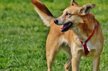 A Stray Aspin Who Felt So Comfortable At A Mall Was Eventually Adopted And Given A Job As A Part Of The Security Personnel