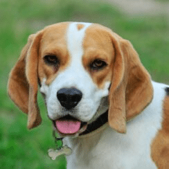 Caught On Time-Lapse: How It’s Like To Share A Bed With A Beagle